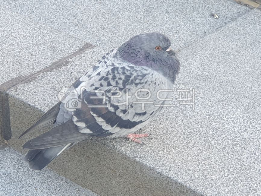 animal,동물,bird,새,닭둘기,비둘기,비만새,뚱뚱한새