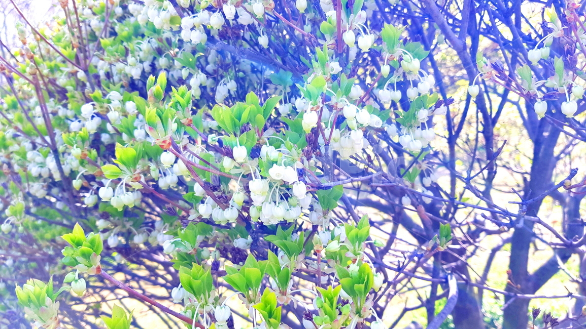 단풍철쭉,철쭉,단풍,흰철쭉,흰꽃,봄,계절,spring,season,식물,자연,plants,nature,꽃,flower,plant