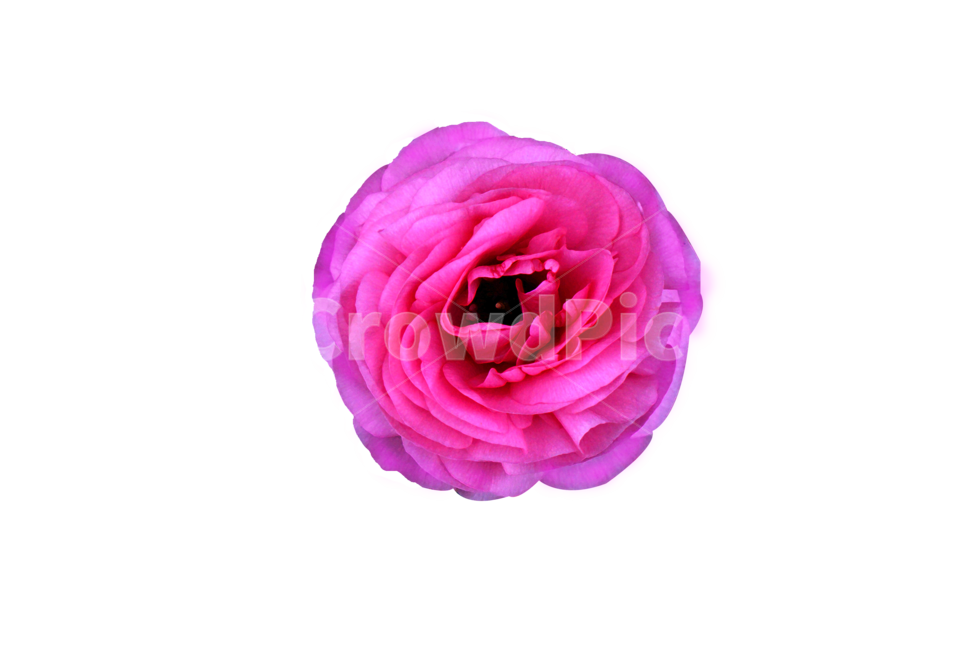 plant,식물,flower,꽃,blossom,rose,장미,분홍꽃,핑크,pink,자연,한송이