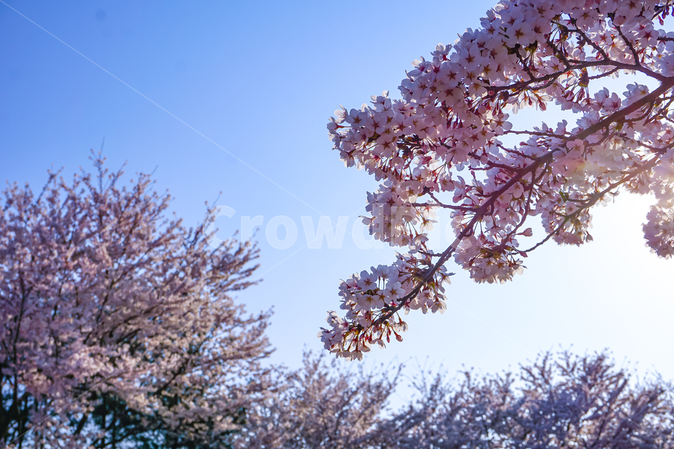 벚꽃,꽃,하늘,cherryblossom,blossom,sky,flower,plant,식물,나무,풍경,봄,spring