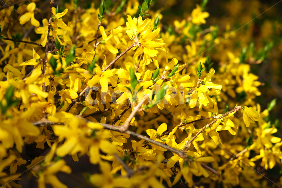 beautiful,bloom,blooming,closeup,color,colorful,flowerbackground,forsythia,garden,green,leaf,nature,season,spring,yellowflower,봄꽃,개나리,개나리배경,식물,자연,plants,nature,꽃,flower