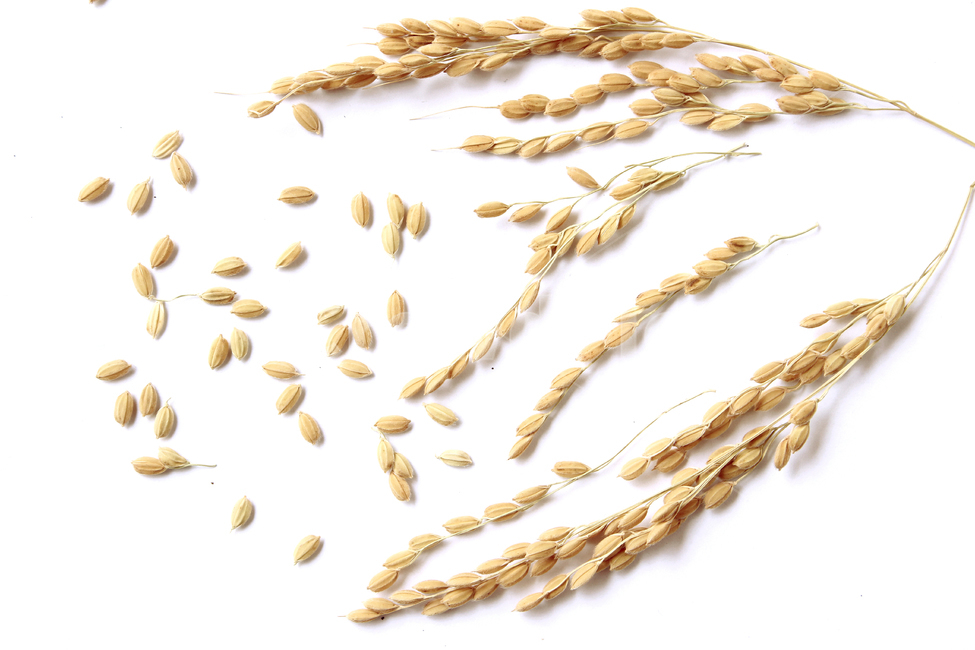 쌀,벼,곡식,곡물,음식,식재료,요리,곡류,rice,cereal,dry,ear,farming,food,gold,grain,harvest,isolated,korea,meal,nutrition,organic,plant,seed,yellow,cook,곡류,곡식,cereals,연출,컨셉,콘셉,direction,concept,누끼,remove background
