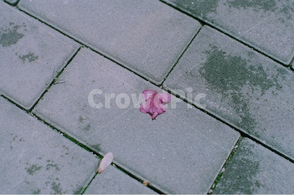 꽃,바닥,필름,필름사진,필름카메라,꽃,flower,감성,sensible,feeling