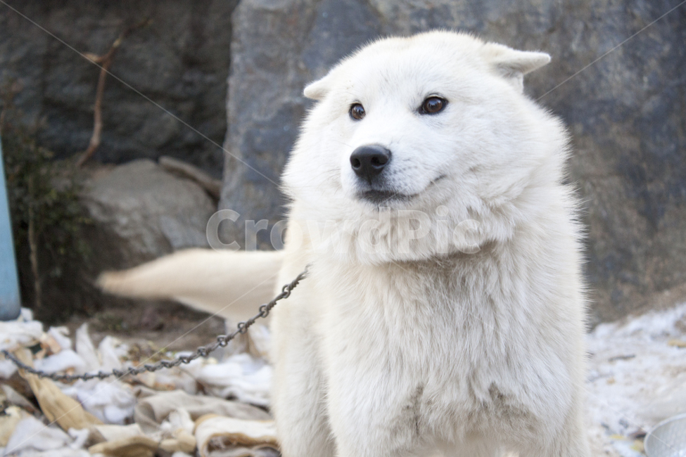 개,dog,강아지,동물,animal,동물,animal,포유류,mammal,개,강아지,dog,doggy