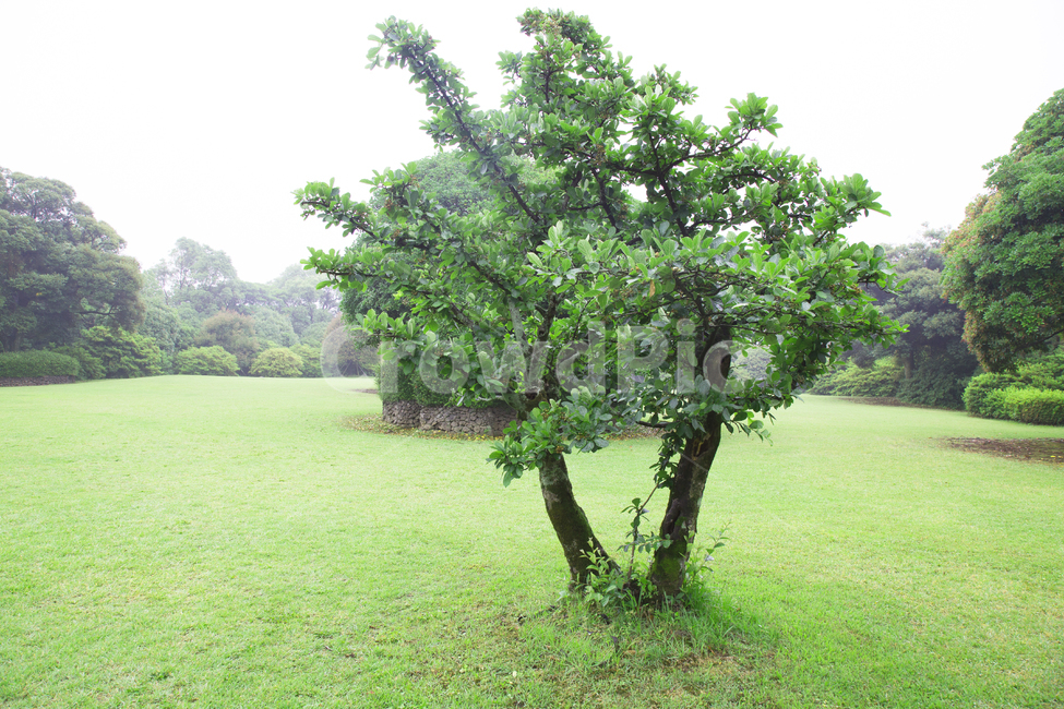 돌,잔디,배경,마당,백그라운드,바닥,풍경,나무,나뭇잎,나뭇가지,풀,풀밭,녹색,초록색,자연,자연,풍경,nature,landscape,plant,식물,tree