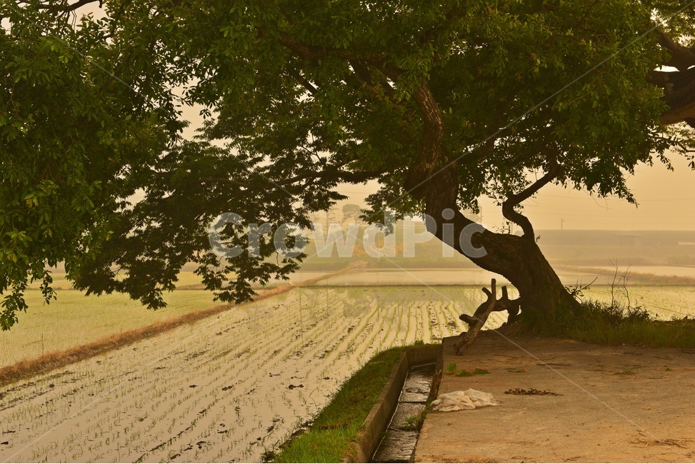 plant,식물,tree,나무,treetrunk,나무줄기,landscape,경치,nature,자연,outdoors,옥외,scenery,풍경,나주,남평,들녁,벼농사,논,물,농업,농사,경작,영농