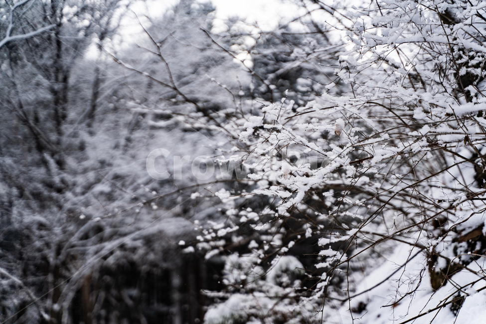 눈,겨울,자연,nature,winter,나무,풍경,겨울,계절,winter,season