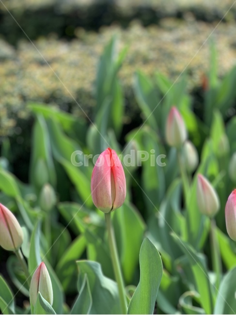 식물,겨울,튤립,꽃,flower,plant,식물,자연,plants,nature,꽃,flower