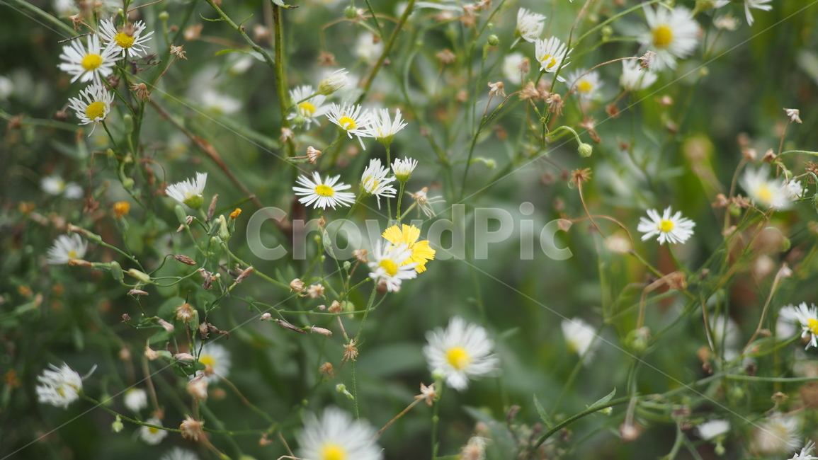 야생화,꽃,야생식물,wildflower,flower