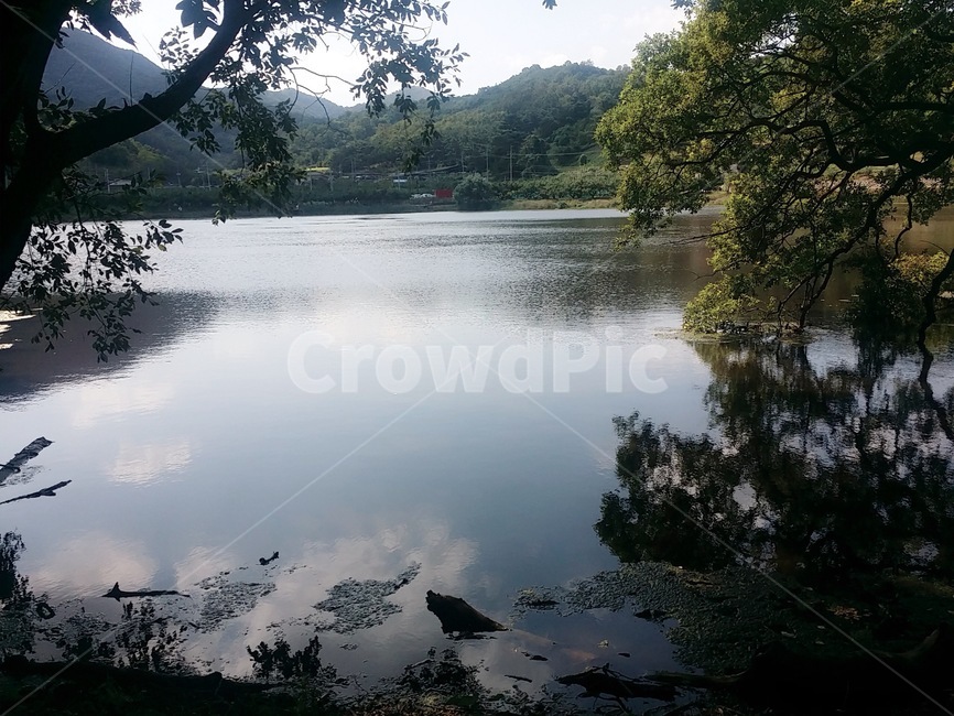 울창,울창한,나무,푸른,여름,연못,자연,풍경,nature,landscape,water,물,outdoors,옥외