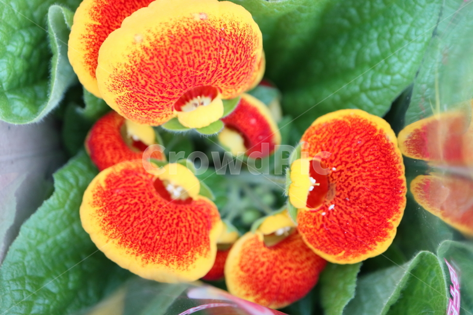 plant,식물,blossom,꽃,flower,칼세올라리아,calceolaria,현삼과,복주머니꽃,주머니꽃,calceolariaherbeohybridavoss,slipperwort