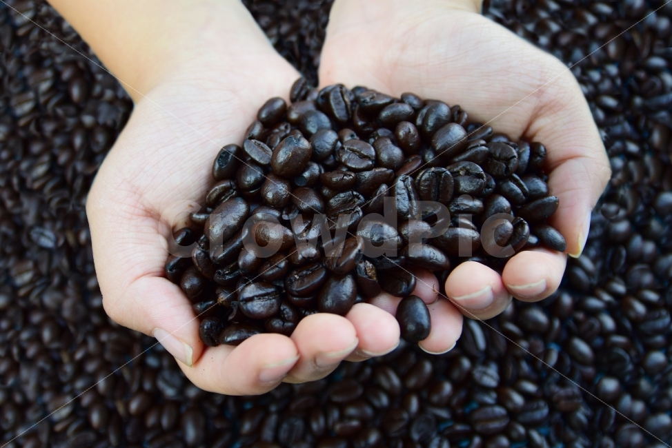 coffee,커피,커피콩,원두,블랙,재배,사람,인물,인간,human,person,커피,카페,coffee,cafe,연출,컨셉,콘셉,direction,concept