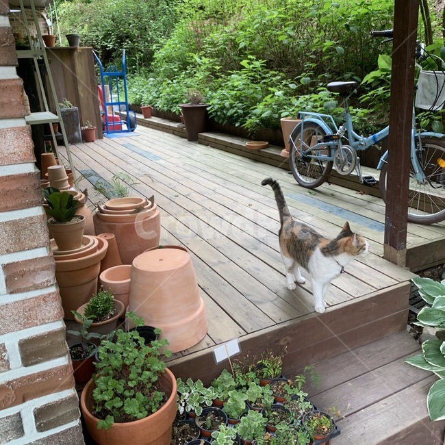 고양이,화분,자전거,화초,산책