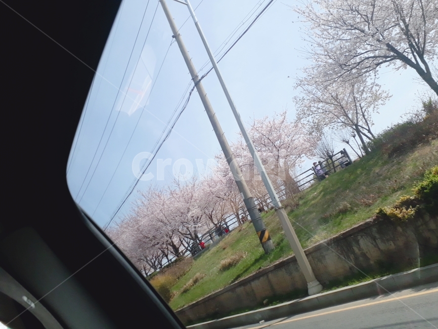 벛꽃,풀,자동차,차안,가로등