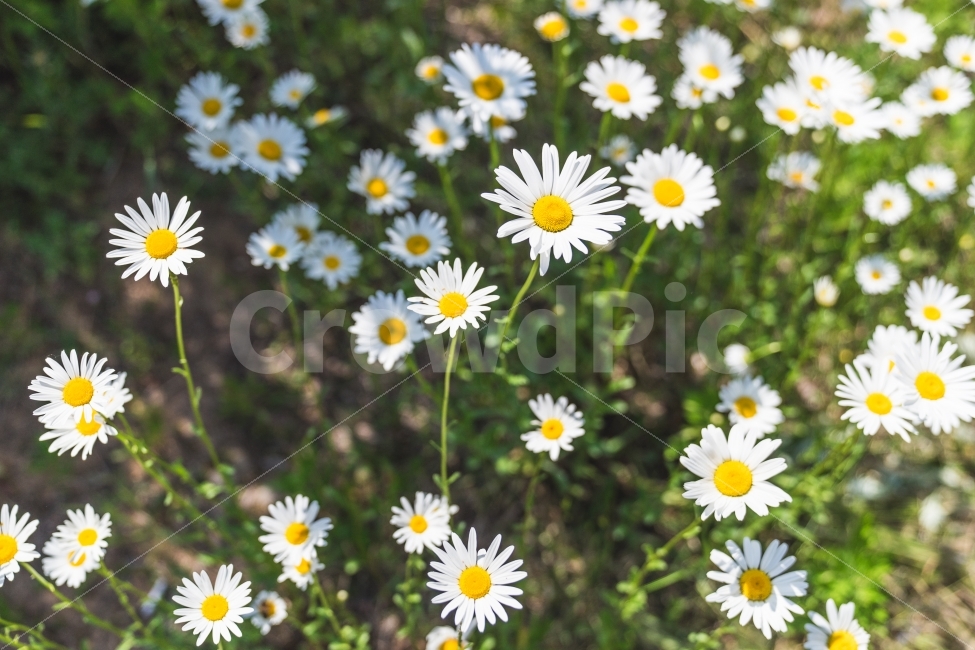 꽃,들꽃,여름,아름다움,플라워,식물,자연,plants,nature,꽃,flower