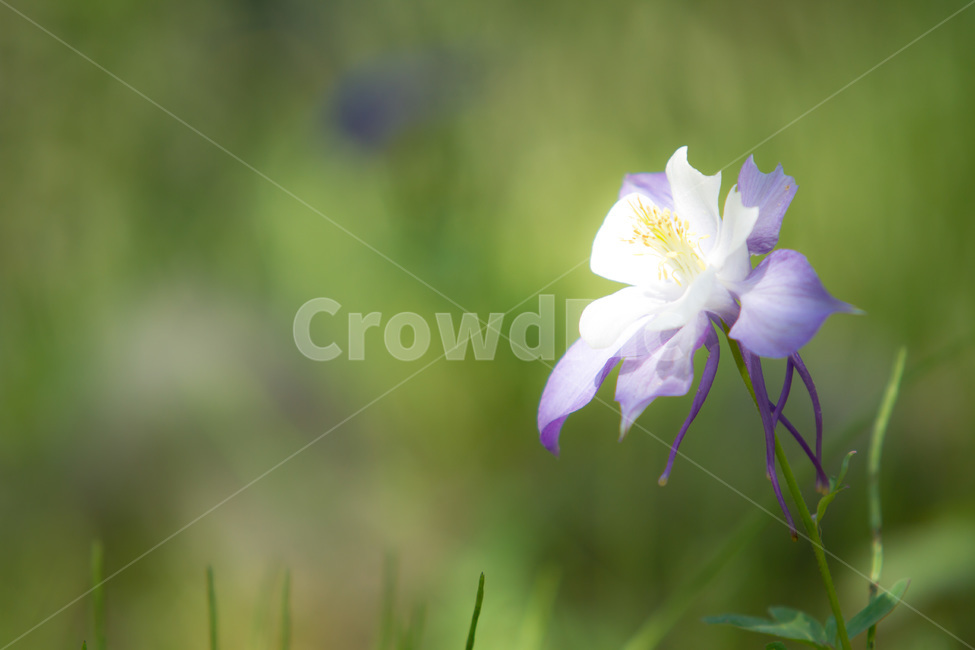 봄,꽃,매발톱꽃,연보라색,흔한꽃,봄,계절,spring,season,식물,자연,plants,nature,꽃,flower,plant