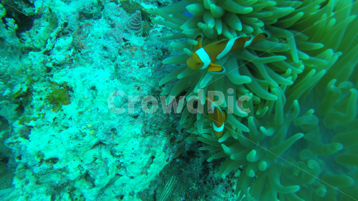 니모,nemo,물고기,바다,sea,underwater,scuba,scubadiving,skinscuba,스킨스쿠버,스쿠버다이빙,수중사진,수중촬영,말미잘,동물,animal,어류,물고기,fish