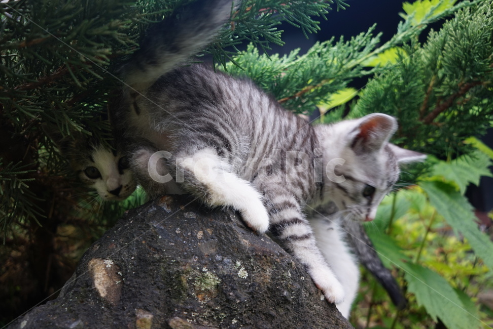 고양이,냥이,개냥이,새끼고양이,길고양이,예쁜고양이,동물,animal,포유류,mammal,고양이,cat,kitten,kitty