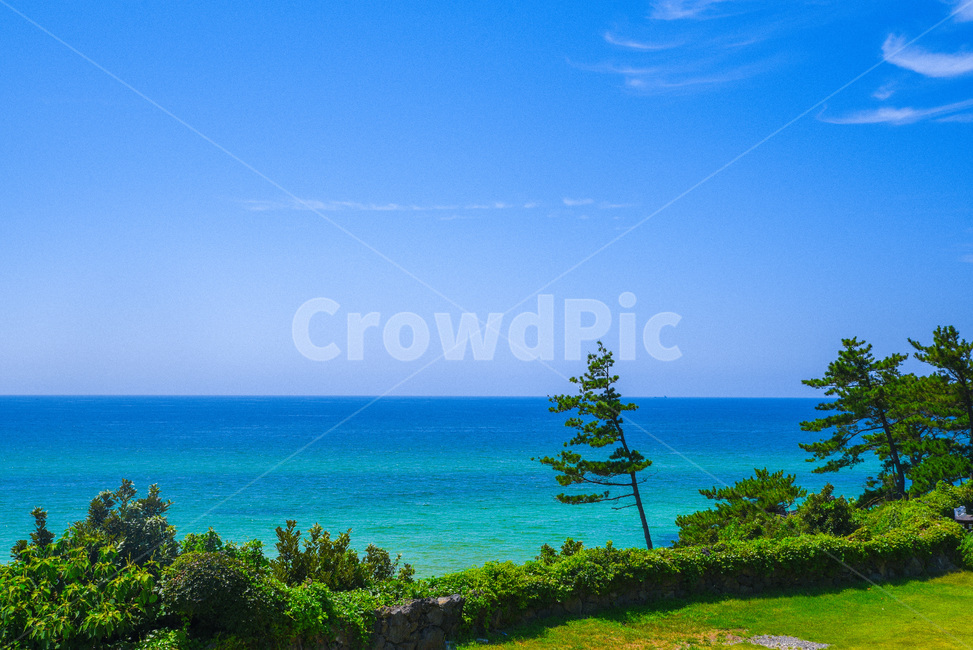 제주도,여름날바다,여름,하늘,바다,곽지해수욕장,초록,sea,jeju,summer,sky,green,자연,풍경,nature,landscape,tree,나무,plant,식물,fir,전나무
