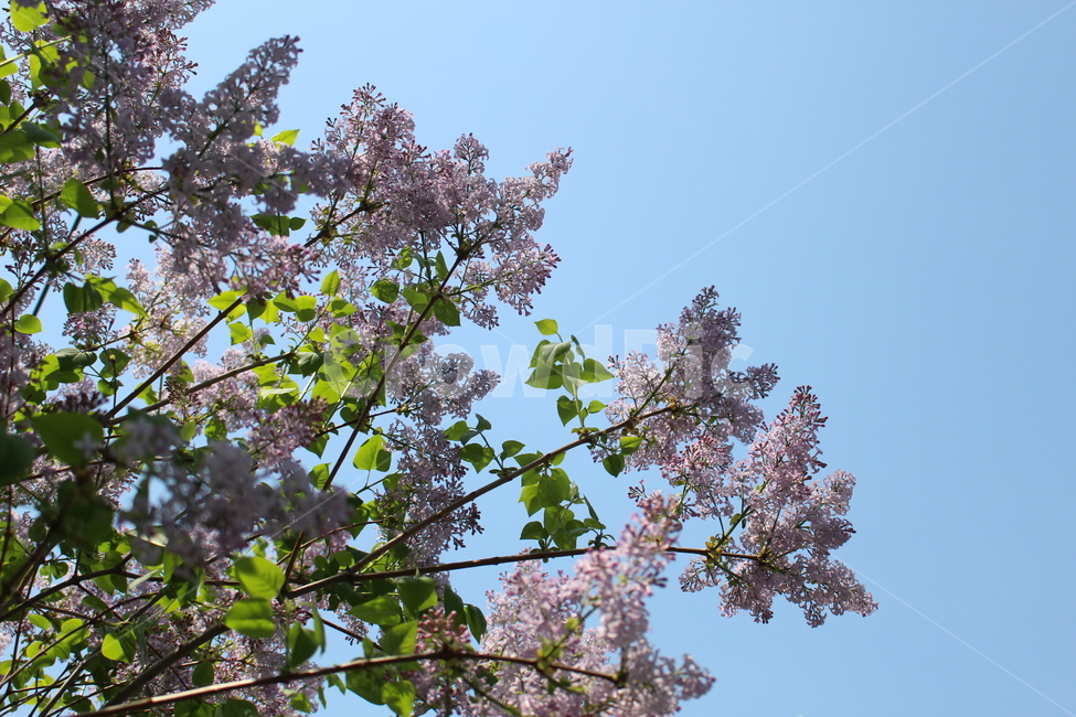 풀,꽃,식물,하늘,보란색꽃,식물,자연,plants,nature,꽃,flower