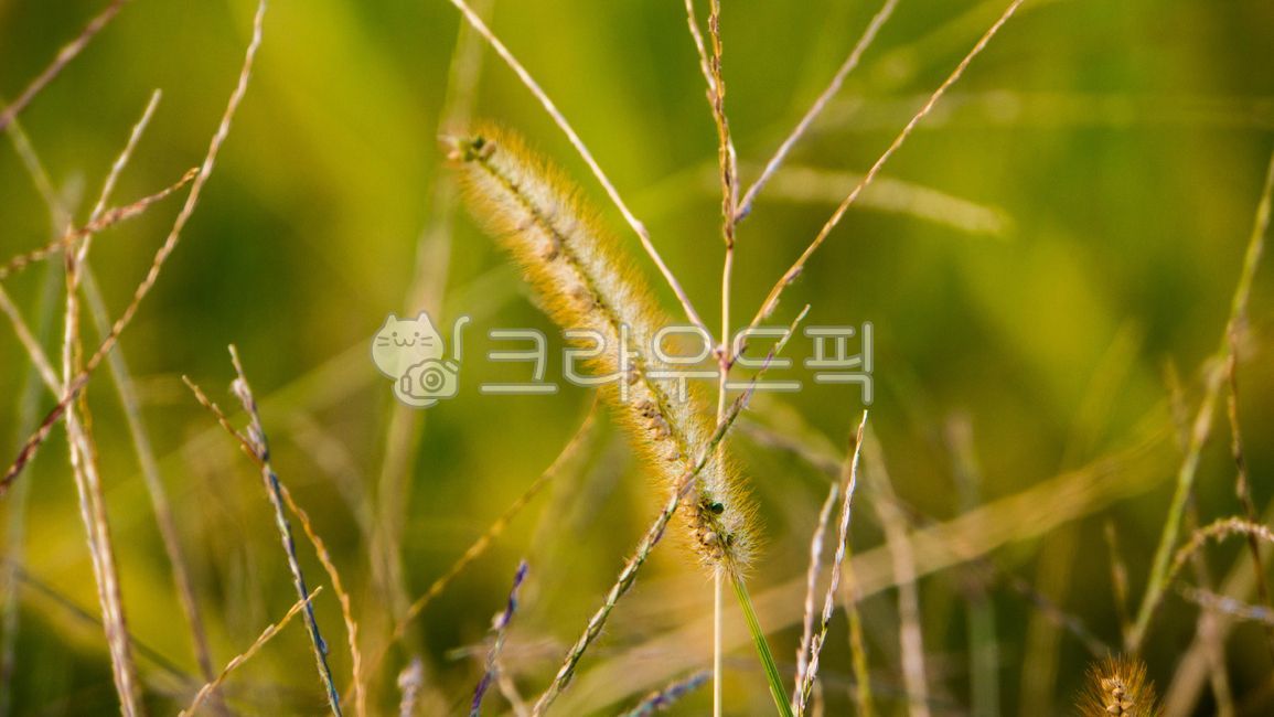 sunlight,hair,wildflowers,ear,backlight,foxtail,Gumi Elementary School,autumn,wild grass