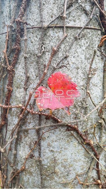 담쟁이,담쟁이덩굴,parthenocissus,자연,휘감다,휘감긴,twist,twine,twineround,twinearound,질감,texture,feel,덩굴,vine,creeper,virginiacreeper,runner,ivy,natural,nature,잎,가지,branch,sprig,bough,limb,twig,잎사귀,leaf,leaves,foliage,purity,식물,vegetation,plants,plant,나무,수목,tree,bostonivy,grapeivy,woodbine,parthenocissustricuspidata,줄기,stem,stalk