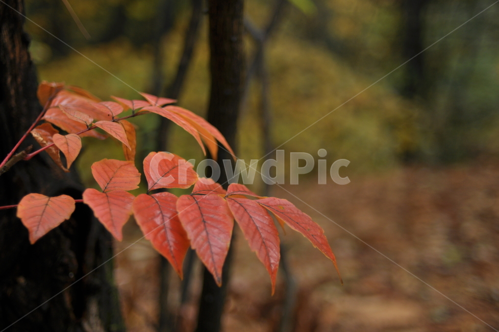 가을,나무,단풍,낙엽,가을비,가을,계절,fall,autumn,season,자연,풍경,nature,landscape,leaf,잎,plant,식물,veins,정맥
