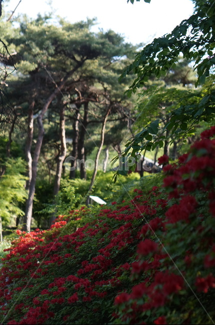 연산홍,꽃,빨강,봄,빛