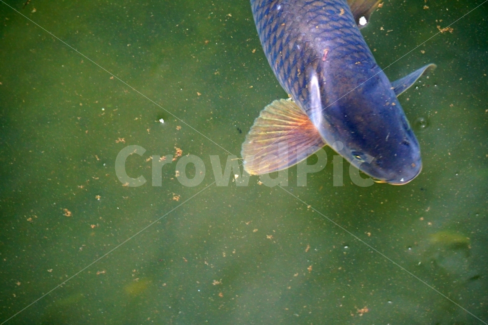 잉어,물고기,생선,어류,fish,동물,animal,붕어,물,water,강,하천,river,자연,nature,물속,여름,summer,수영,헤엄,지느러미,낚시,호수,lake,한국의자연,한국풍경,동물,animal,어류,물고기,fish