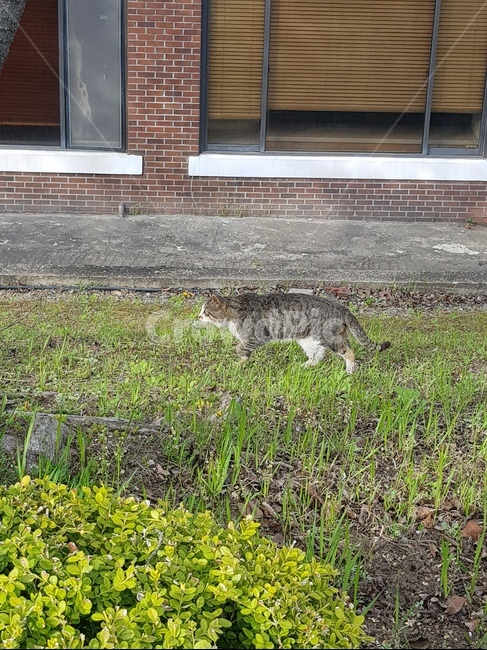 고양이,풀밭,길고양이,도둑고양이풀,자연,동물,animal,포유류,mammal,고양이,cat,kitten,kitty