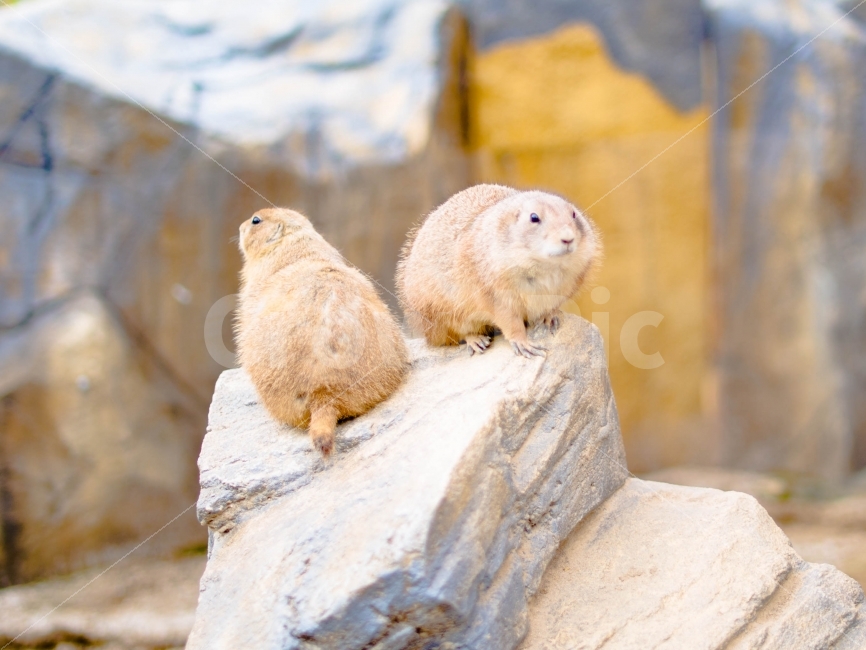 동물,페어리독,쉬어가기,구경,귀요미,동물,animal,포유류,mammal