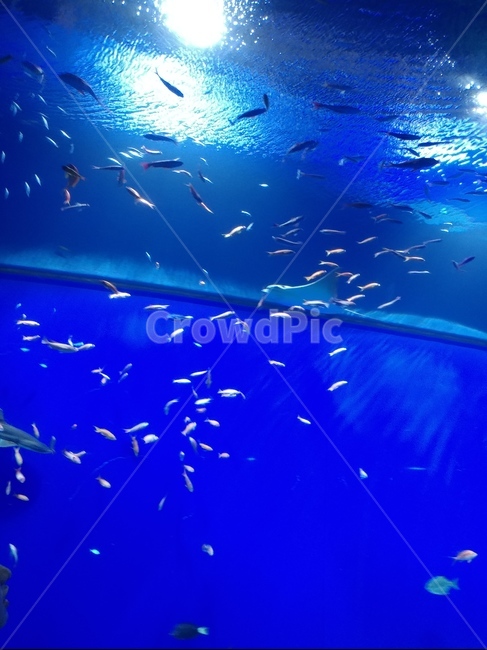 파란,물고기,아쿠아리움,가이유칸,일본,동물,animal,어류,물고기,fish