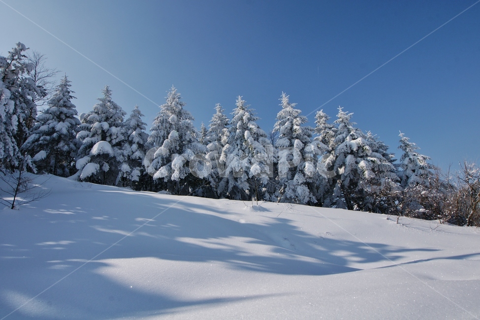 눈,설경,겨울,나무,tree,전나무,nature,자연,겨울,계절,winter,season,자연,풍경,nature,landscape