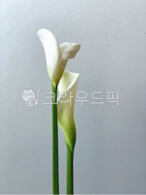 식물,꽃,카라꽃,칼라꽃,plant,flower,blossom
