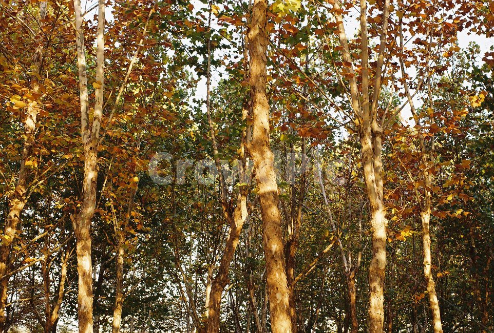 나무,자연,숲,가을,필름사진,trees,woods,autumn,fall,film,plant,식물,tree,park,공원,식물,자연,plants,nature,나무,trees,wood
