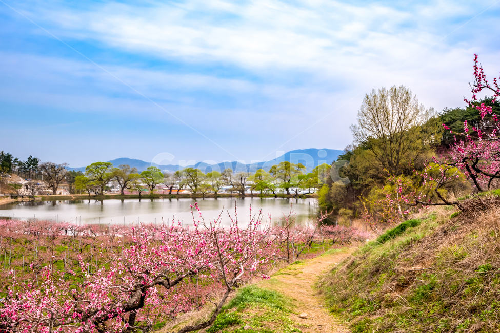 복사꽃,봄,반곡지,꽃,아름다움,분홍색,과수원,경산,봄,계절,spring,season,자연,풍경,nature,landscape,outdoors,옥외,water,물