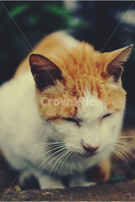 고양이,cat,길고양이,동물,animal,동물,animal,포유류,mammal,고양이,cat,kitten,kitty,감성,sensible,feeling