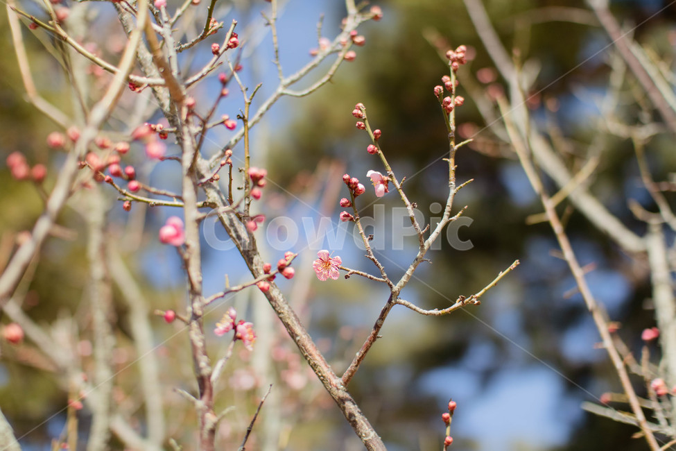 꽃,꽃망울,매화,나뭇가지,겨울,식물,자연,plants,nature,꽃,flower