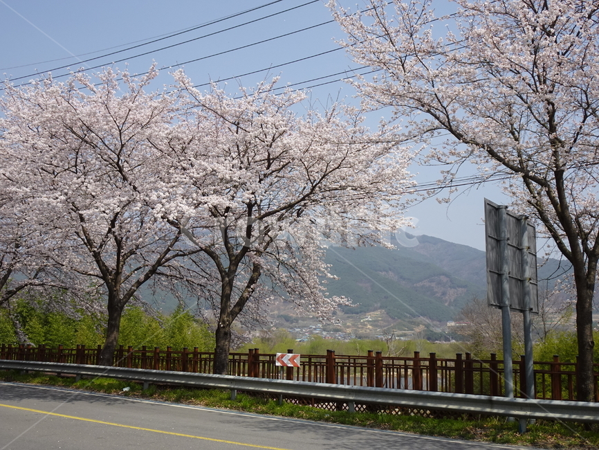 하동,벚꽃,쌍계사,하동벚꽃,개나리,봄,시골길,봄,계절,spring,season,자연,풍경,nature,landscape,plant,식물