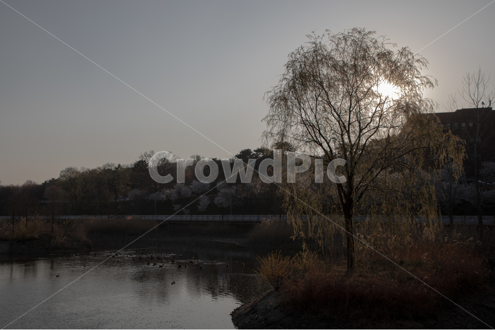 단대호수,천호지공원,단대호수공원,호수,lake,나무,sunset,해질녘
