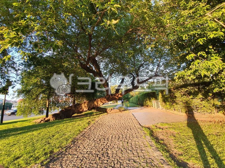 shadow,color,tree,nice weather,Emotional photo,sunlight,road,grass,plant,stone road,sunnyday