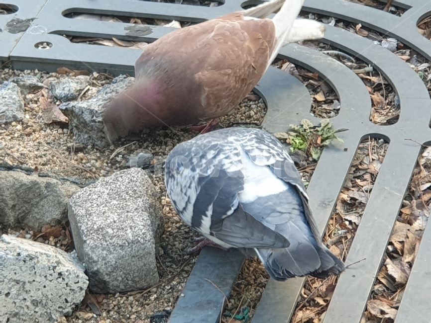 animal,동물,bird,새,비둘기,도심속,배고픈,pigeon,dove,동물,animal,조류,새,birds