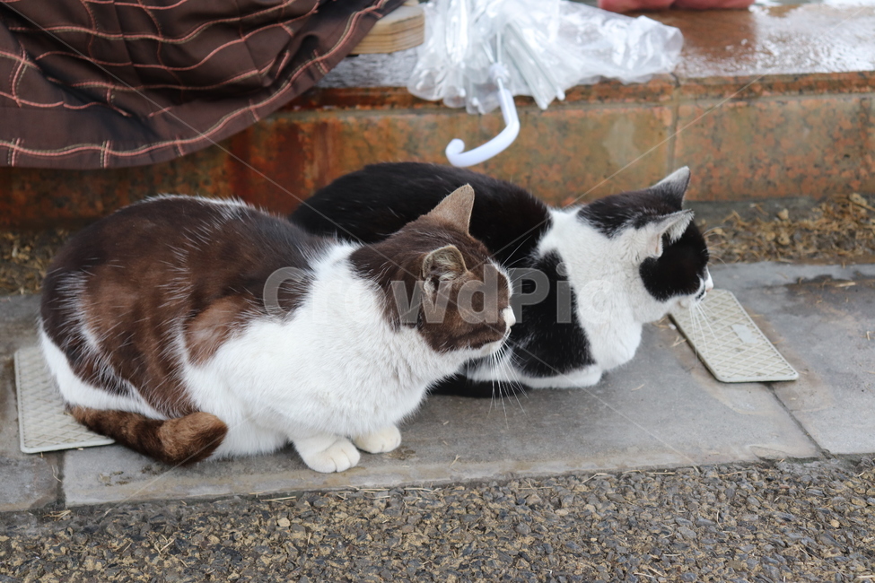 고양이,길고양이,유기묘,cat,동물,animall,starycat,우산,비,rain,감성,쓸쓸,친구,절친,장마,여름,식빵자세,고양이식빵,식빵,동물,animal,포유류,mammal,고양이,cat,kitten,kitty