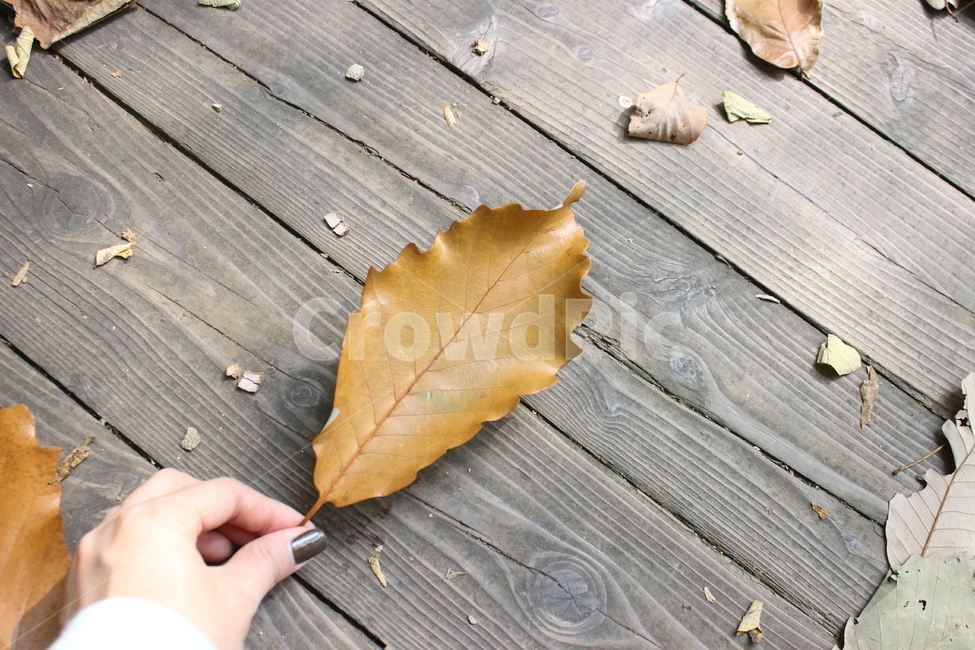 나뭇잎,낙엽,가을,브라운,갈색