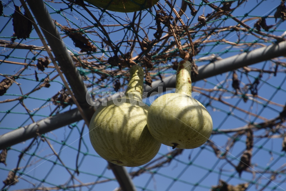 plant,식물,박,음식,food,과일,열매,fruit