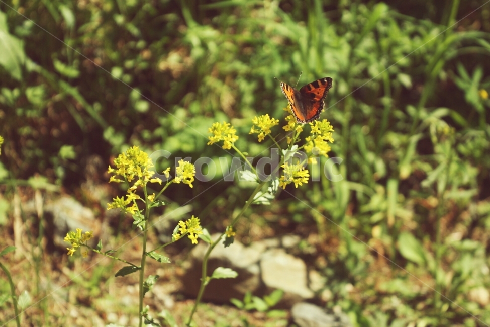 자연,풍경,나비,꽃,산,nature,butterfly,flower,mountain,식물,자연,plants,nature,동물,animal,곤충,벌레,insect,bug