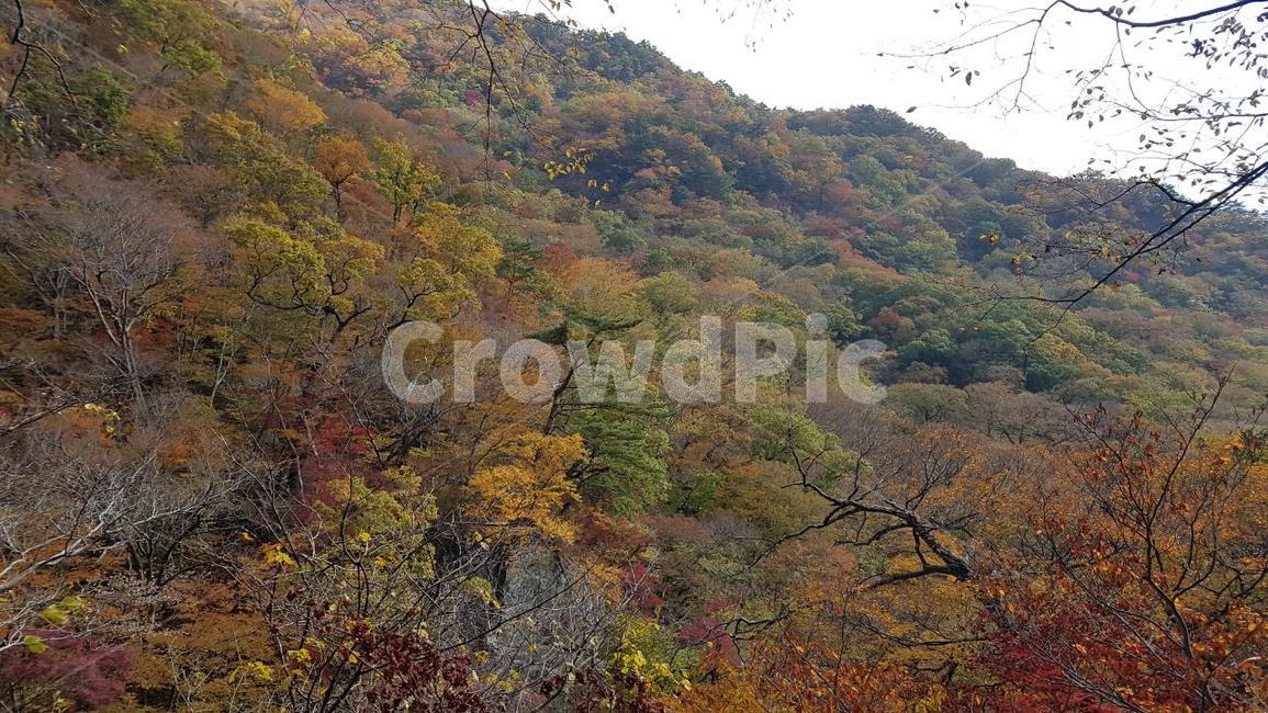 지리산,가을,단풍,오색단풍,피아골,가을,계절,fall,autumn,season,자연,풍경,nature,landscape,tree,나무,plant,식물,outdoors,옥외