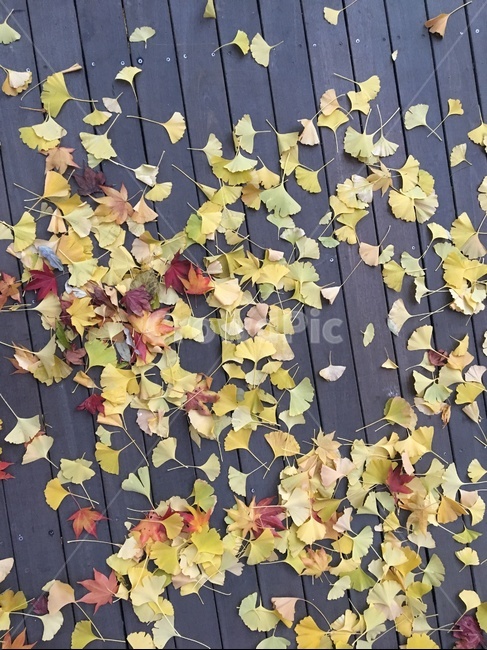 자연,감성,단풍,낙엽,가을,가을,계절,fall,autumn,season,leaf,잎,plant,식물