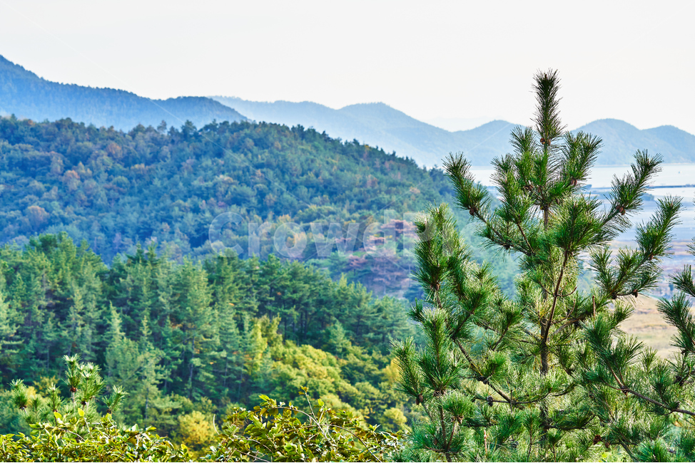 순천만습지,가을,자연,풍경,순천,순천만,갈대밭,하늘,산,자연,풍경,nature,landscape,tree,나무,plant,식물,fir,전나무,conifer,구과 식물