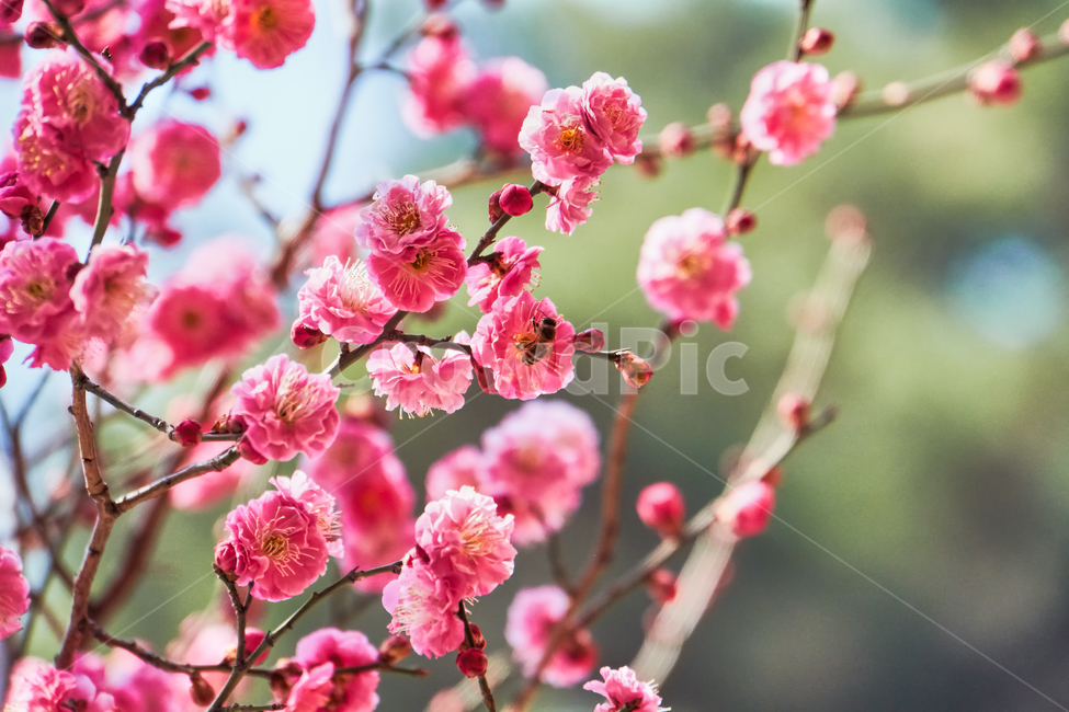 홍매화,매화,꽃,매화꽃,자주색,접사,붉은색,tree,blossom,plum,flower,pink,leaf,sky,nature,floral